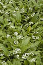 Daslook (Allium ursinum), Ophalen, Volle zon