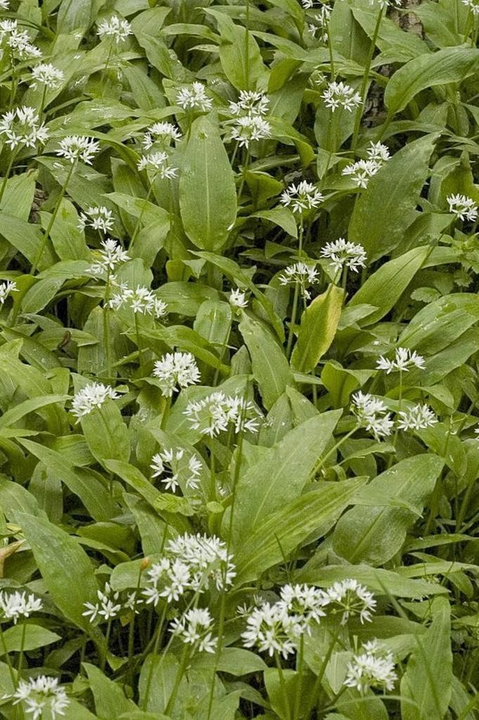 Daslook (Allium ursinum), Tuin en Terras, Planten | Tuinplanten, Volle zon, Ophalen