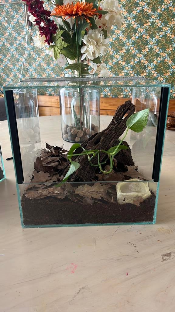 Terrarium 30x30x30 met inrichting, Dieren en Toebehoren, Ophalen, Zo goed als nieuw