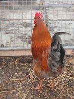 Prachtige haan te koop, Dieren en Toebehoren, Mannelijk, Kip