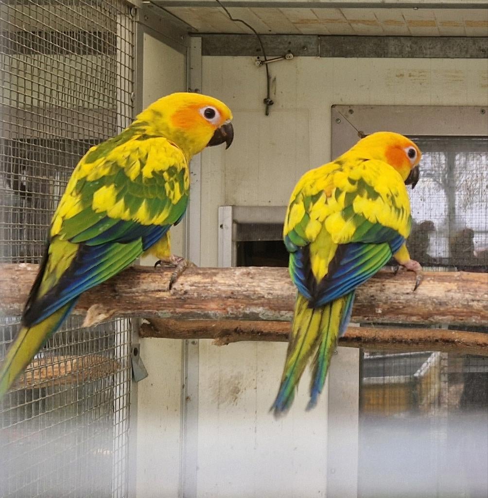 Jonge zonparkieten, kunnen nog tam gemaakt worden, Dieren en Toebehoren, Vogels | Parkieten en Papegaaien, Parkiet, Meerdere dieren