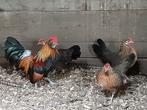 Diverse soorten kippen + krielkippen,  zie advertentie!, Meerdere dieren, Kip