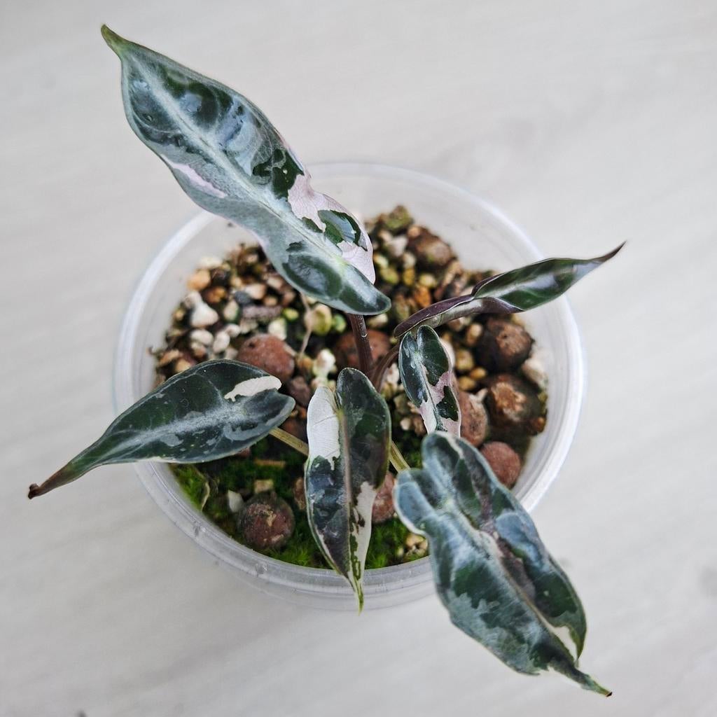 Alocasia Bambino variegata plant, Huis en Inrichting, Kamerplanten, Ophalen of Verzenden, Halfschaduw, Minder dan 100 cm