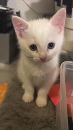 Lieve kittens zoeken een nieuw thuis, Kater, Ontwormd, 0 tot 2 jaar