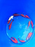 Goudvissen 12-15 cm desgewenst bezorgd aan huis, Dieren en Toebehoren, Vissen | Vijvervissen, Goudvis(sen)