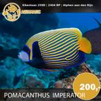 Pomacanthus Imperator, Dieren en Toebehoren, Vis, Zoutwatervis