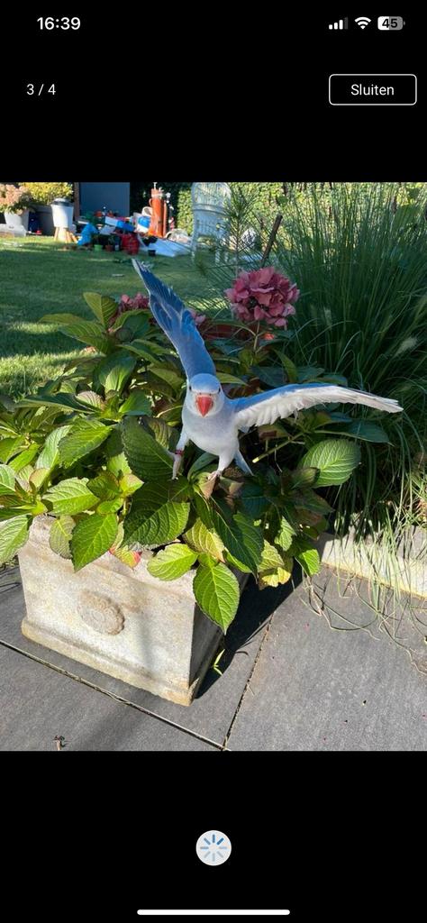 Halsbanparkiet violet/ blauw, Dieren en Toebehoren, Vogels | Parkieten en Papegaaien, Mannelijk, Parkiet, Geringd