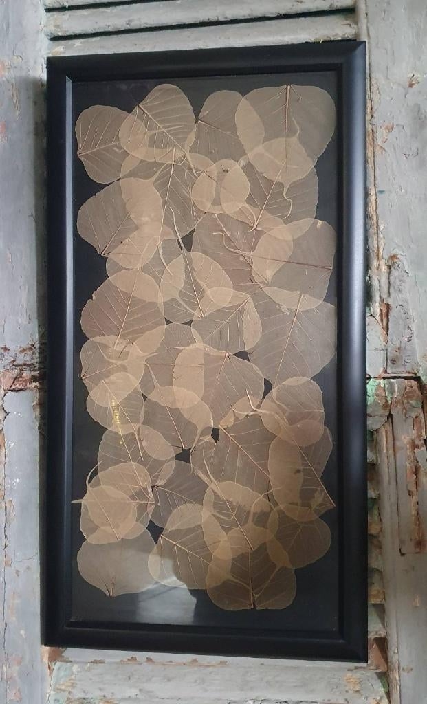 Lijst met droogbloemen, wanddecoratie, fotolijst, Ophalen, Minder dan 50 cm, 50 tot 75 cm, Zo goed als nieuw