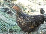 Krielkippen, Cochin/Wyandotte, tegen de leg aan, Dieren en Toebehoren, Pluimvee, Vrouwelijk, Kip