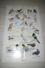 Super Vogel poster / Super Vogels & Nesten Z.g.a.n., Rechthoekig Staand, Ophalen of Verzenden, Zo goed als nieuw, A1 t/m A3