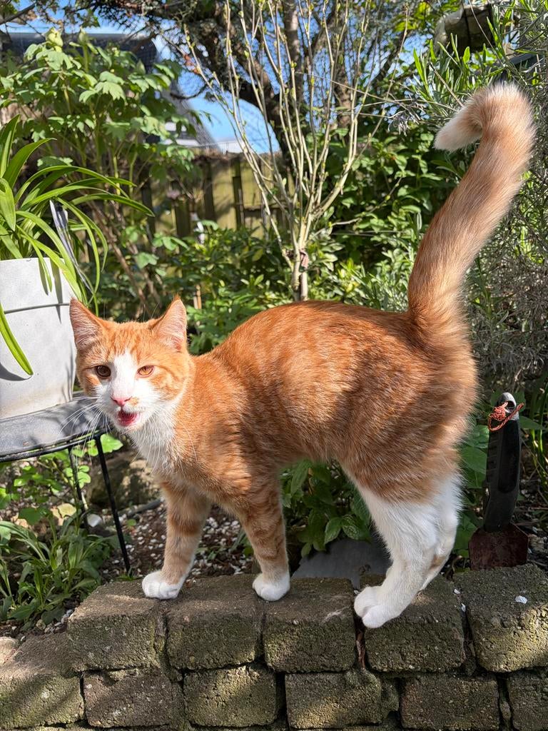 Kitten kater rood gestreept met wit gechipt, Dieren en Toebehoren, Katten en Kittens | Overige Katten, Kater, Kortharig, 0 tot 2 jaar