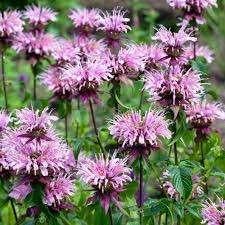 Zaden Monarda Beauty of Cobham, Verzenden, Volle zon