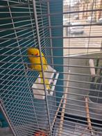 Kakariki, Dieren en Toebehoren, Mannelijk, Parkiet, Geringd