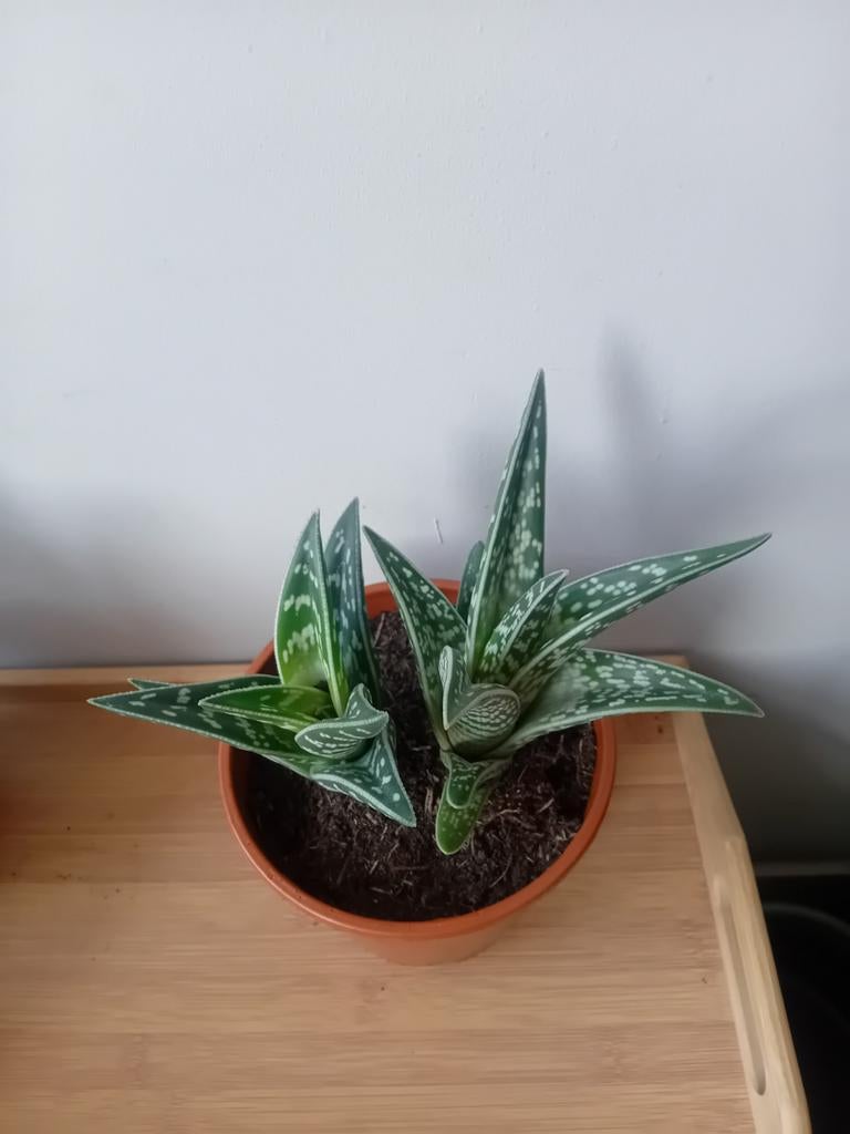 Aloe 20cm, Ophalen, Overige soorten, Halfschaduw, In pot