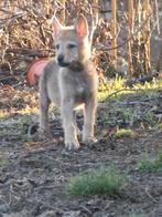 Tsjecho-slowaakse wolfhond teefje, Particulier, Overige rassen, 8 tot 15 weken, Buitenland