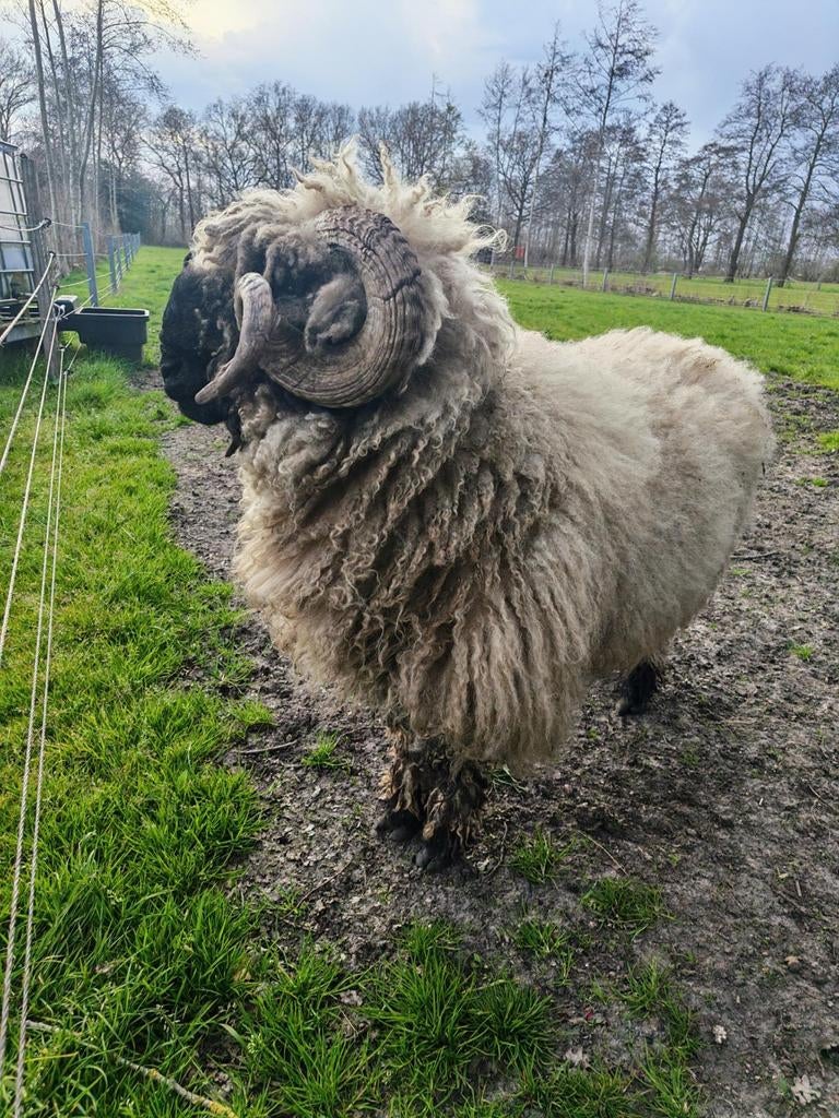 Walliser Schwarznase Ram, Dieren en Toebehoren, Schapen, Geiten en Varkens, Mannelijk, Schaap, 3 tot 5 jaar