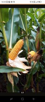 Ingekuilde snijmais, Ophalen