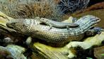 Doornstaart skink / Gidgee skink, Hagedis, 0 tot 2 jaar