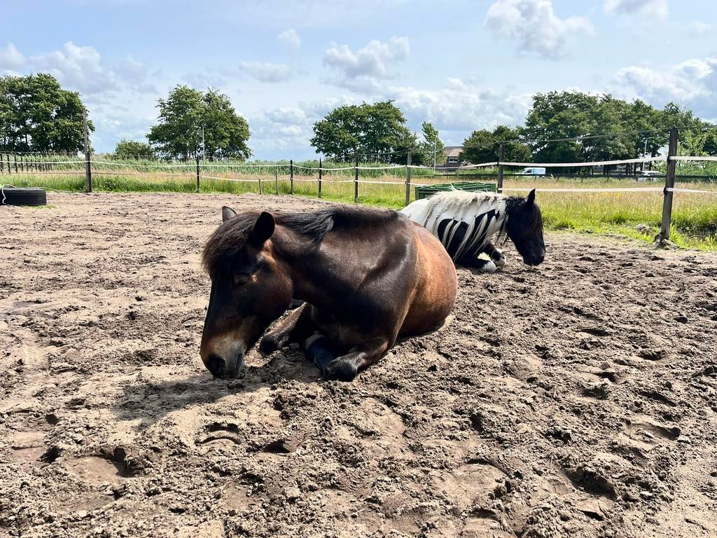 Gezellige stal plek voor 2 merries, Weidegang, 2 of 3 paarden of pony's