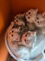 British Longhair mix kittens te koop