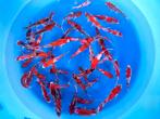 Leuke Tosai(jonge japankoi) eigen import uit Japan, Dieren en Toebehoren, Karper of Koi
