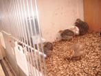Te koop Japanse Kwartels nu 3 wkn oud, Dieren en Toebehoren, Pluimvee, Meerdere dieren, Overige soorten