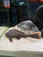 Loricariidae lijst 11-04-2026, Dieren en Toebehoren, Vis, Zoetwatervis