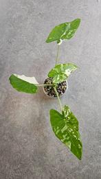 Alocasia Okinawa Silver Variegata, Ophalen of Verzenden, Halfschaduw, Minder dan 100 cm