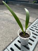 Palmboom Trachycarpus Fortunei, Ophalen of Verzenden, Bloeit niet, Overige soorten, Volle zon