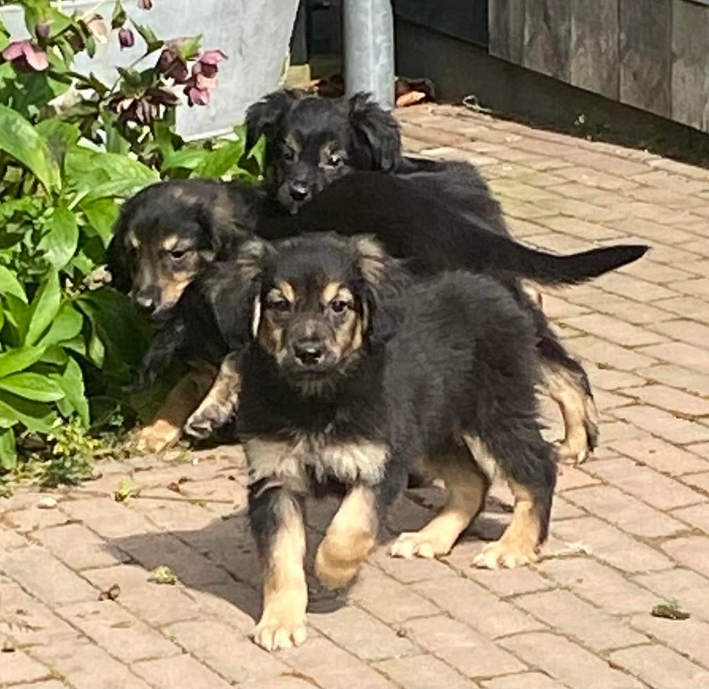 Zeer speciale GOLDEN RETRIEVER x FRIESE STABIJ pups, Dieren en Toebehoren, Parvo, Nederland, 8 tot 15 weken, Meerdere