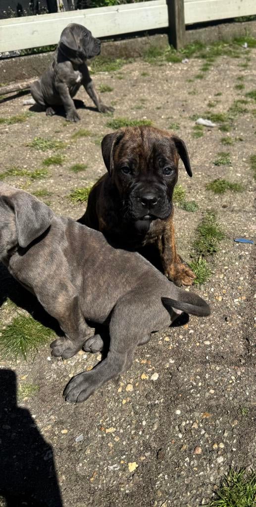 Sterke, gezonde Cane Corso x Boerboel pups beschikbaar., 8 tot 15 weken, Groot, Meerdere, Meerdere dieren
