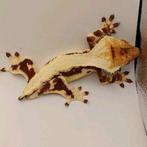 Prachtige lilly white man, Hagedis, 0 tot 2 jaar