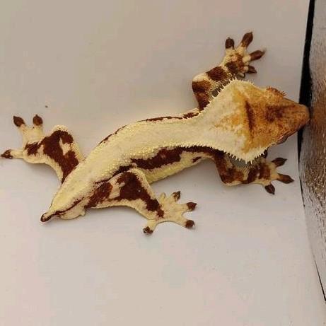 Prachtige lilly white man, Dieren en Toebehoren, Reptielen en Amfibieën, Hagedis, 0 tot 2 jaar