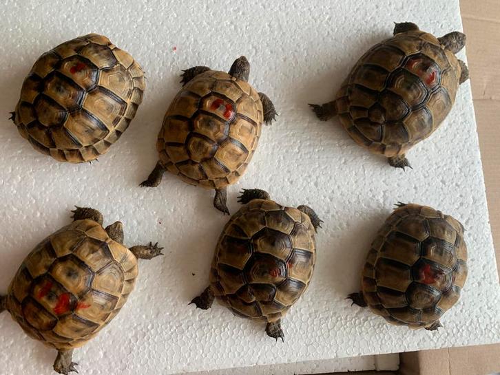 Moorse landschildpad - Ibera Graeca