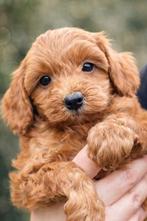 Knappe Abrikoos Maltipoo Pups, Overige rassen, Meerdere, Meerdere dieren, Nederland