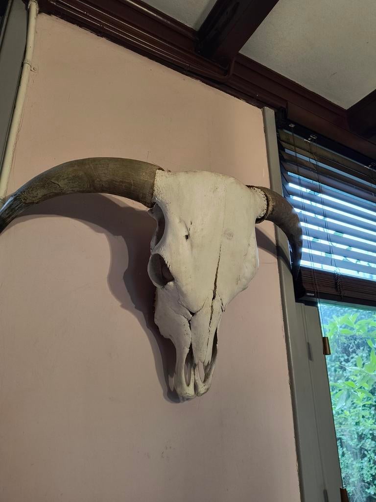 Skull schedel stier koe, Ophalen, Zo goed als nieuw, Wild dier, Schedel
