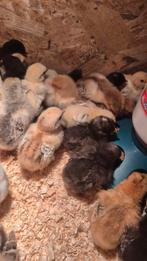 Cochin kriel kuikens, diverse kleurslagen, Dieren en Toebehoren, Pluimvee