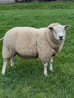 Te koop mooie grote dekram, Mannelijk, Schaap, 0 tot 2 jaar