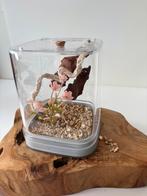 Handgemaakt lief terrarium magnetisch | Springspin, Dieren en Toebehoren, Insecten en Spinnen, Spin of Schorpioen