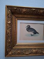 Robuuste antieke lijst met mooie litho eend, Ophalen of Verzenden