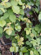 Braam doorn loos moestuin, Tuin en Terras, Planten | Tuinplanten, Ophalen of Verzenden