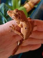 Wimpergekko inktspot dalmatian, Hagedis, 0 tot 2 jaar