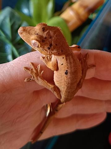 Wimpergekko inktspot dalmatian  beschikbaar voor biedingen