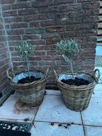 2 rieten manden voor planten, Ophalen of Verzenden, Zo goed als nieuw, Rond, Minder dan 30 cm