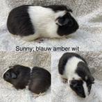 Diverse zeugjes blauw amber wit & zwart tan us teddy dragend, Dieren en Toebehoren, Vrouwelijk, Tam, Maart, Cavia