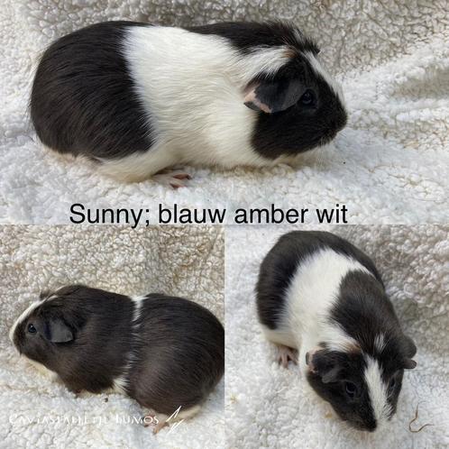 Diverse zeugjes blauw amber wit us teddy dragend, Dieren en Toebehoren, Knaagdieren, Vrouwelijk, Cavia, Maart, Tam