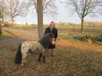 Mooie appaloosa shetland merrie shetlander., Merrie, Dressuurpony, Niet van toepassing, A pony (tot 1.17m)