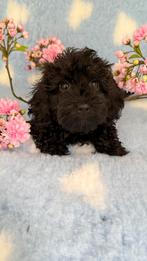 doxiepoo, Dieren en Toebehoren, Honden | Teckels en Dashonden, Kaninchen, CDV (hondenziekte), 8 tot 15 weken, Meerdere