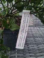 Ceanothus Impressus Victoria, Tuin en Terras, Ophalen of Verzenden, Overige soorten, Struik, Minder dan 100 cm