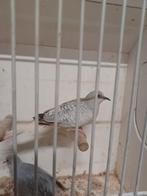 Diamantduiven zilver witstuit, Dieren en Toebehoren, Meerdere dieren